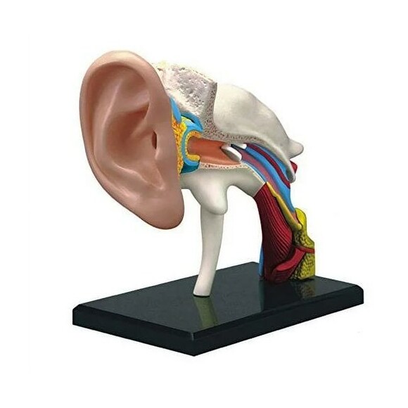 4D Human Ear Model Experiment Learn Science Discover Education Kit Anatomy - Picture 2 of 7
